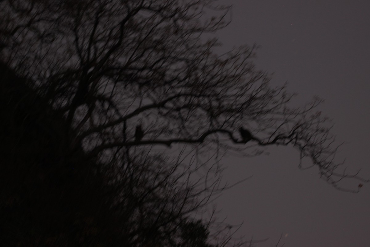 Arabian Eagle-Owl - ML644745177