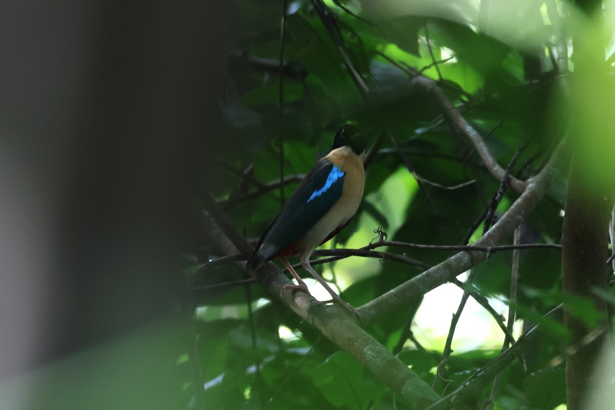 Elegant Pitta - ML644745180