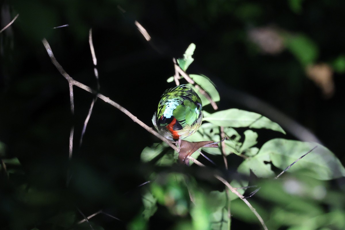 Elegant Pitta - ML644745197