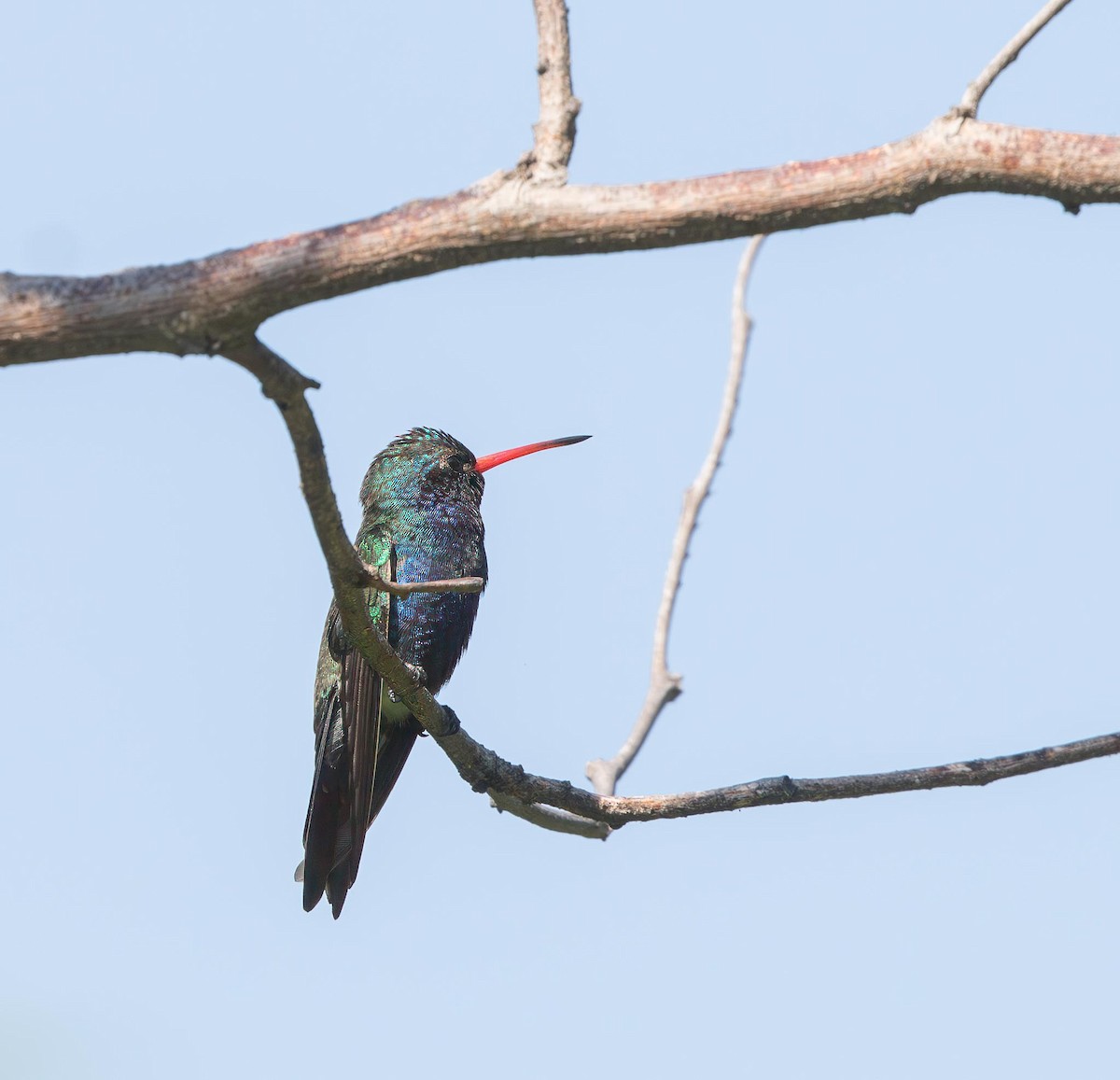 Colibrí Piquiancho de Guerrero - ML644745232