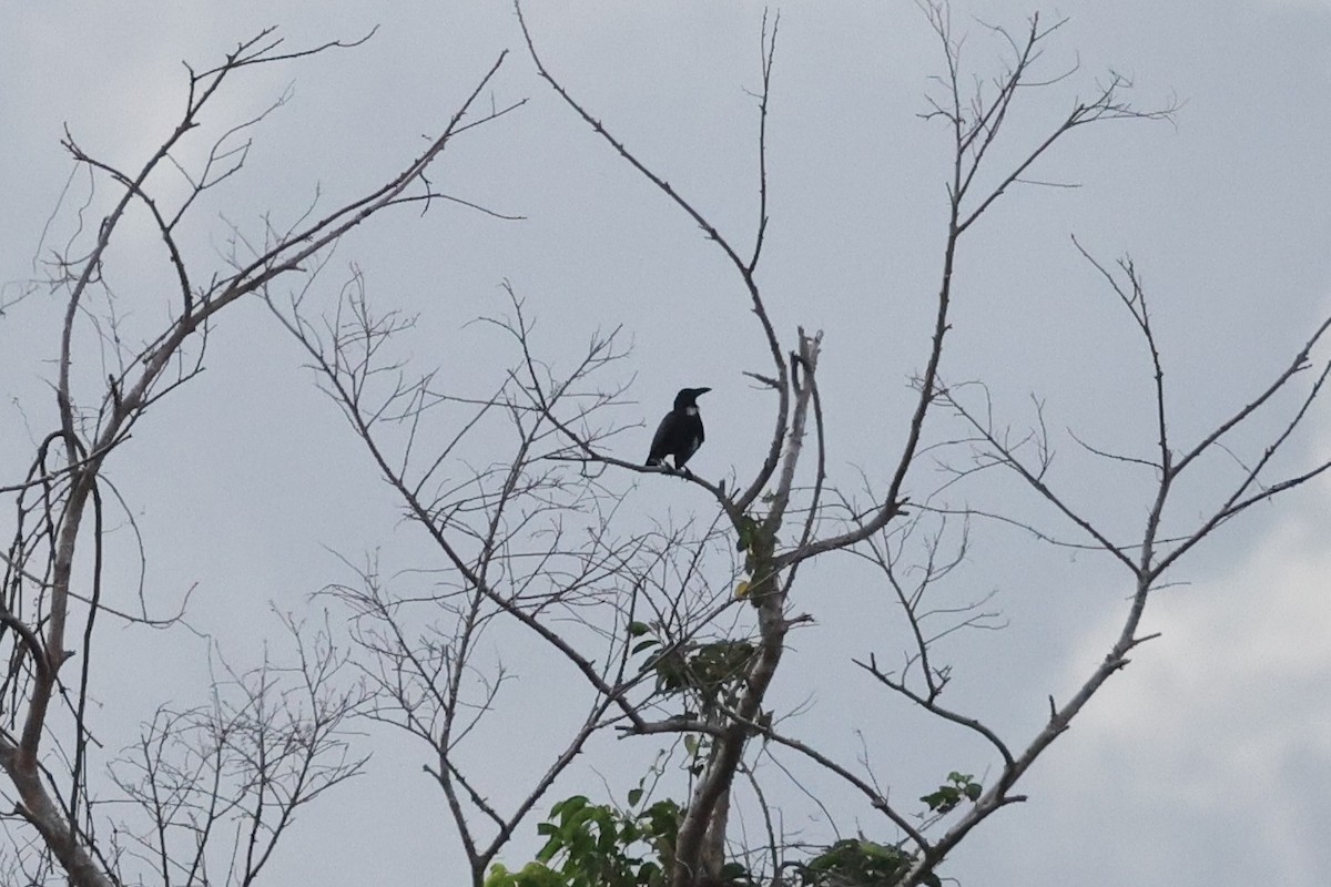 Sulawesi Crow - ML644745241