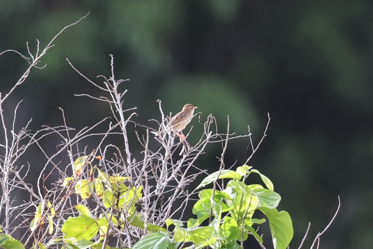 Zitting Cisticola - ML644745242