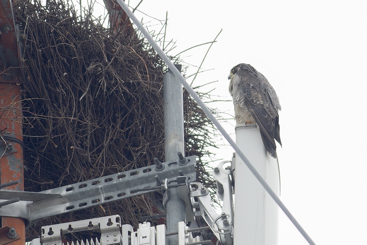 Peregrine Falcon - ML644745244