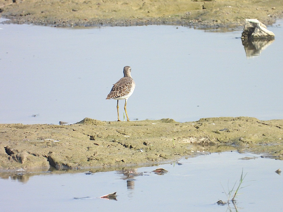 vodouš bahenní - ML644745245