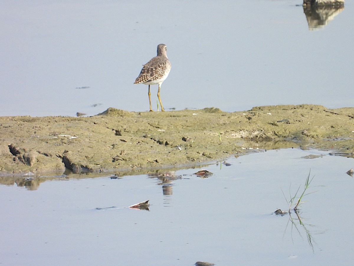 vodouš bahenní - ML644745246