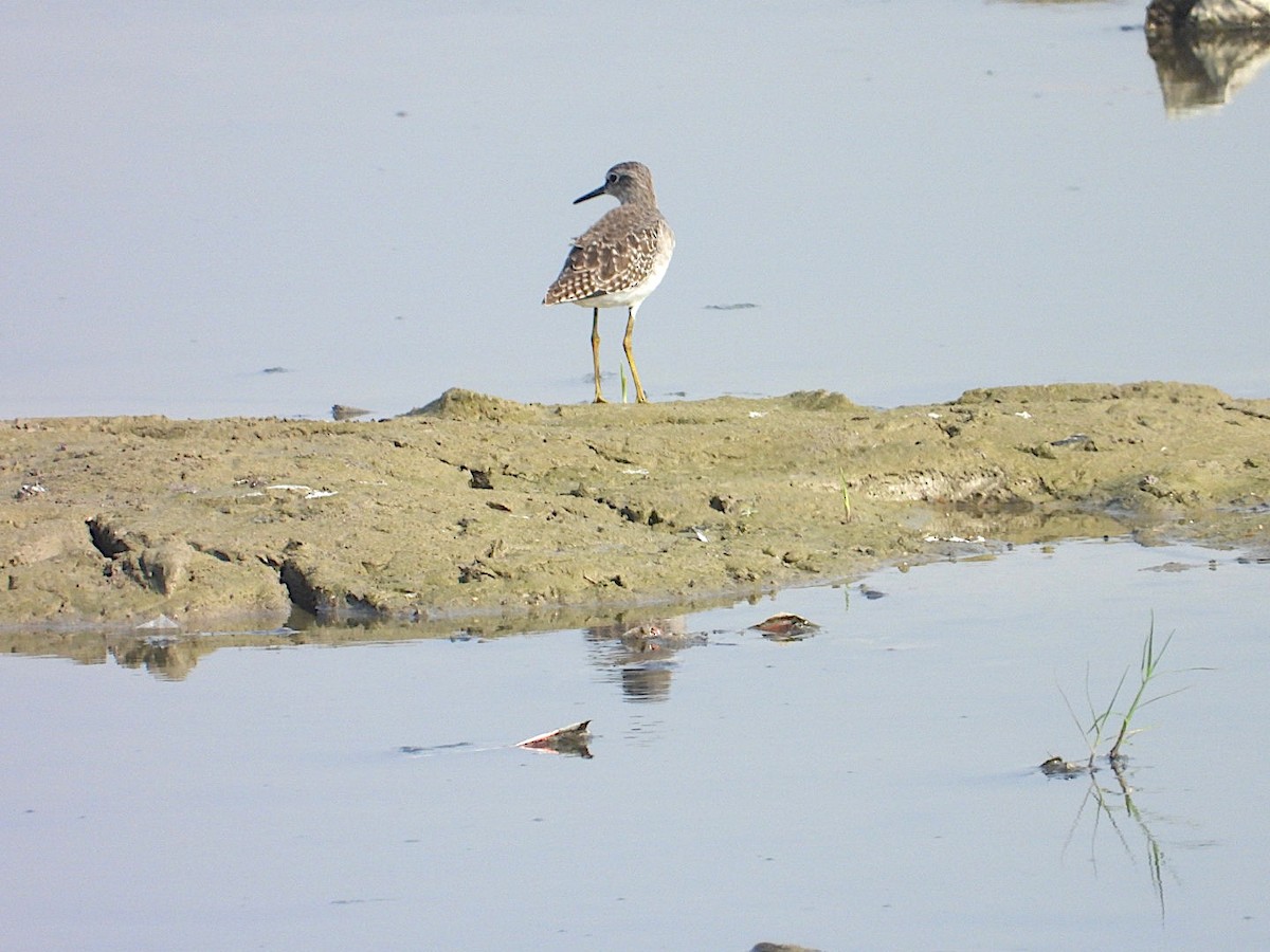 vodouš bahenní - ML644745247