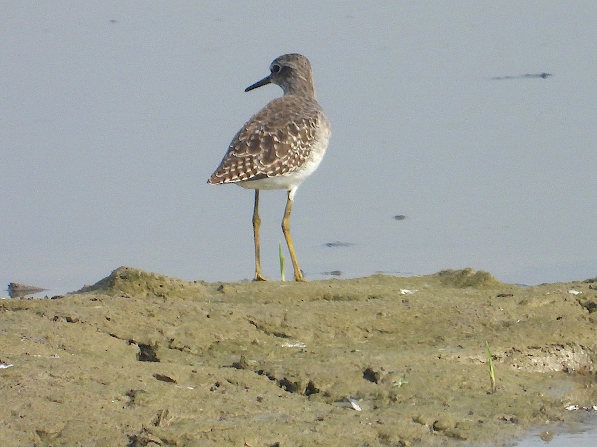 vodouš bahenní - ML644745248