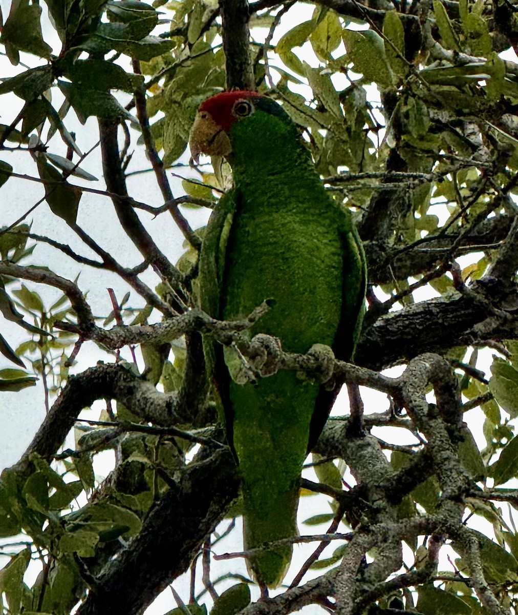 Red-crowned Amazon - ML644745262