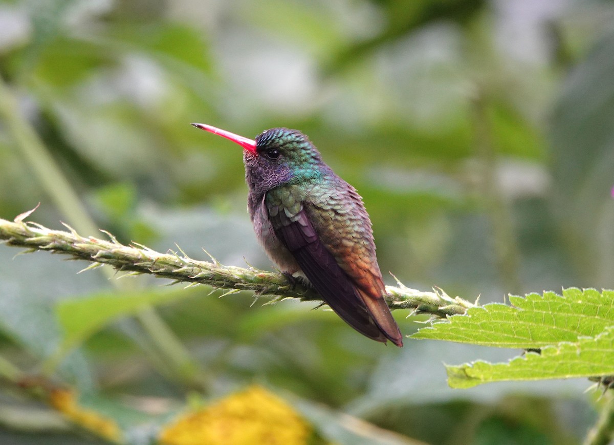 Blue-throated Goldentail - ML644745268