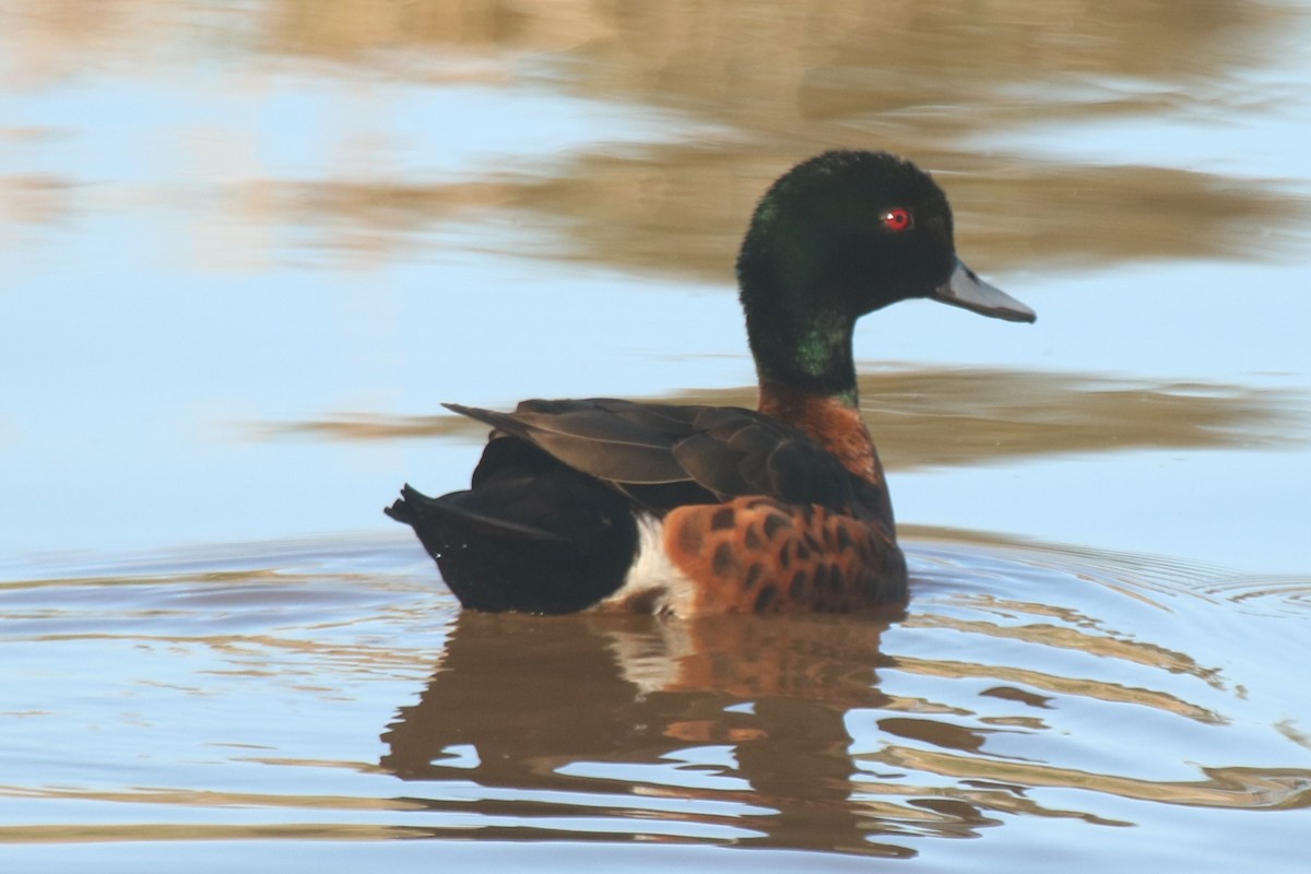 Kızıl Çamurcun - ML644745269