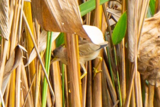 Yellow Bittern - ML644745270