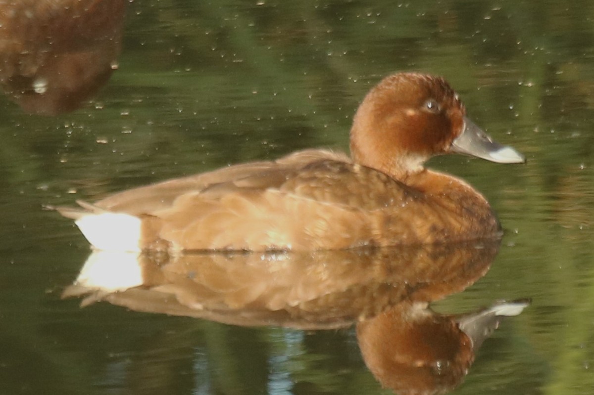 Hardhead - ML644745271