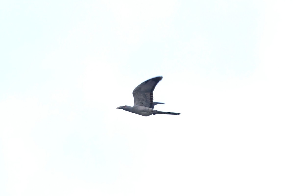 Channel-billed Cuckoo - ML644745272