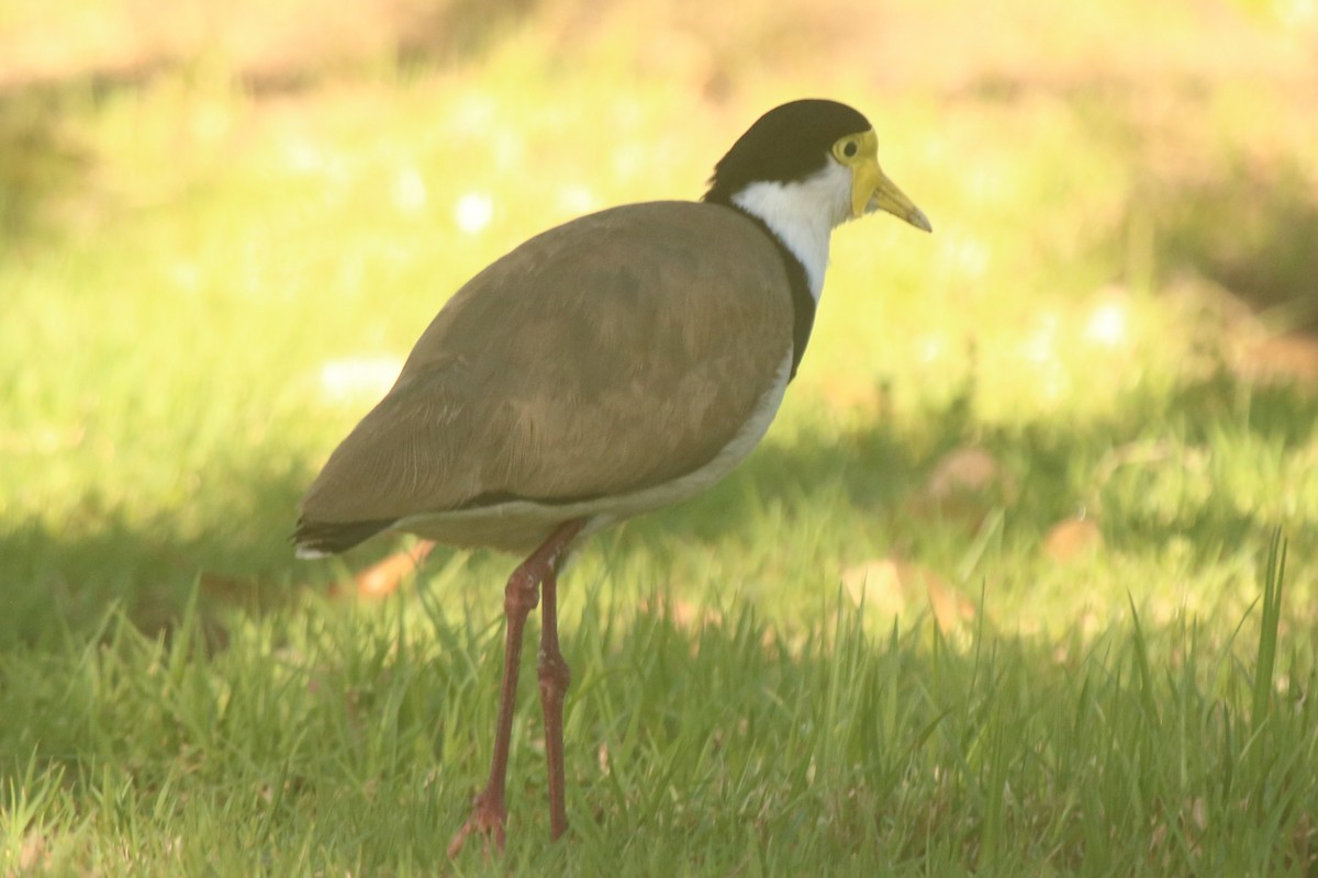 Masked Lapwing - ML644745275
