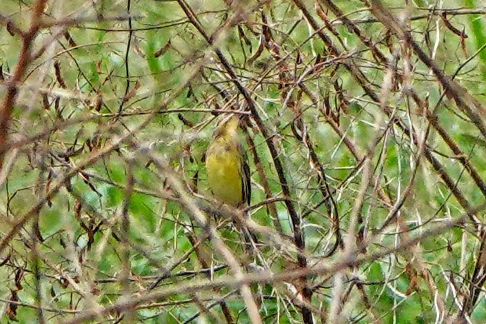 Вівсянка лучна - ML644745284