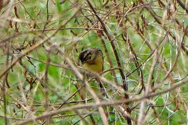 Вівсянка лучна - ML644745285