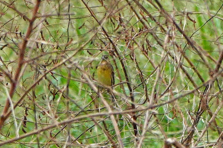 Вівсянка лучна - ML644745286