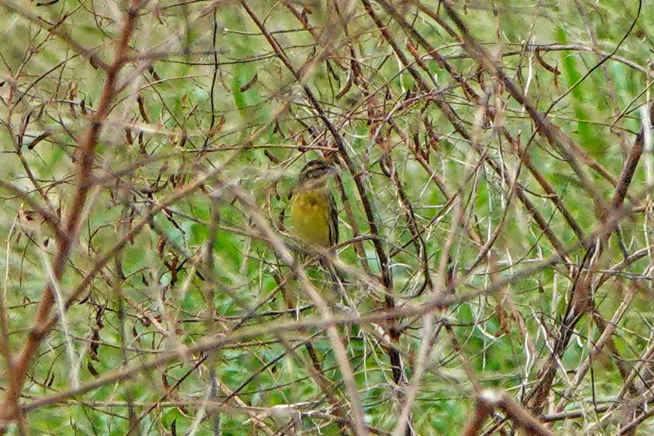 Вівсянка лучна - ML644745287