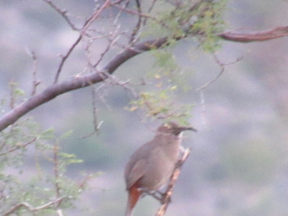 Crissal Thrasher - ML644745301