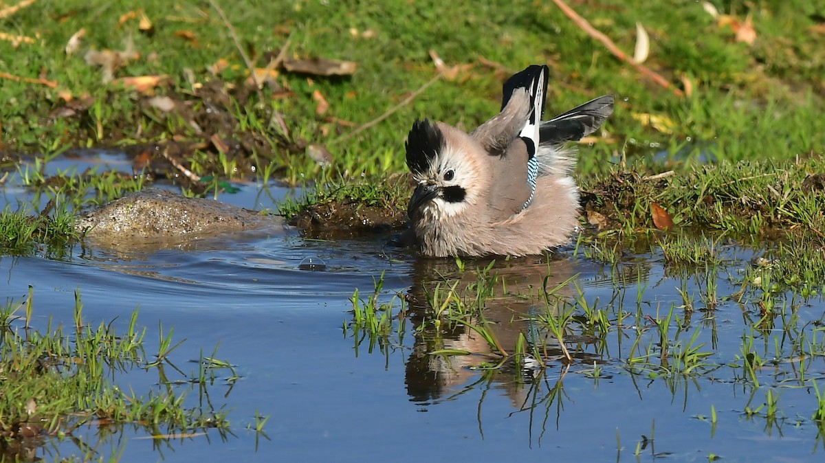 Eurasian Jay - ML644745302