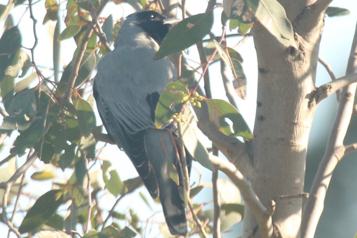 Black-faced Cuckooshrike - ML644745311