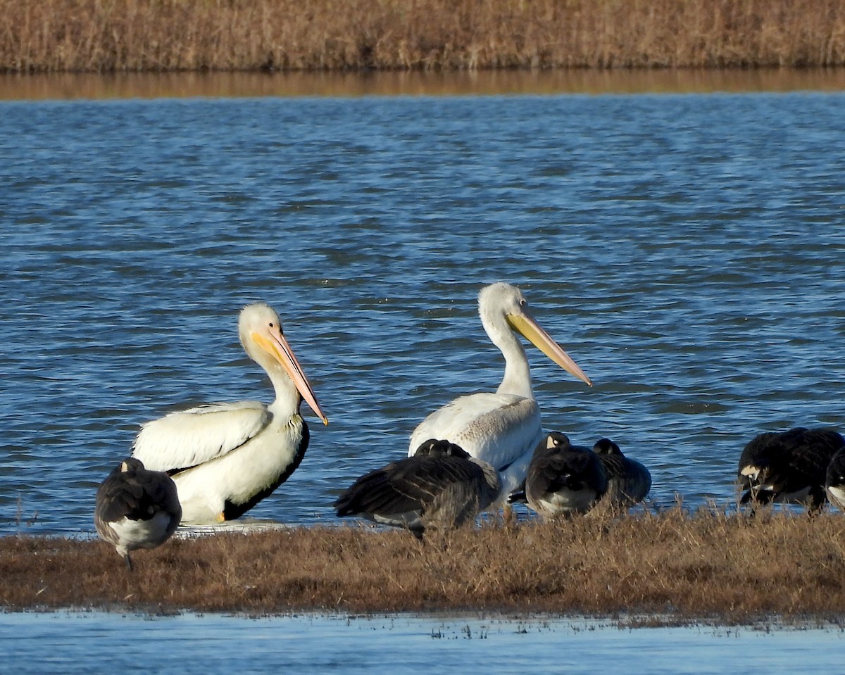 pelikán severoamerický - ML644745316