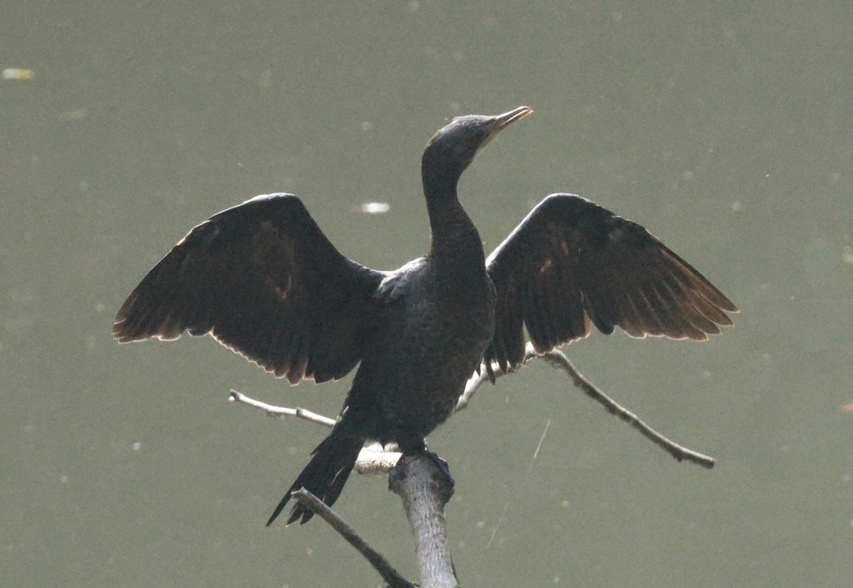 Little Cormorant - ML644745318