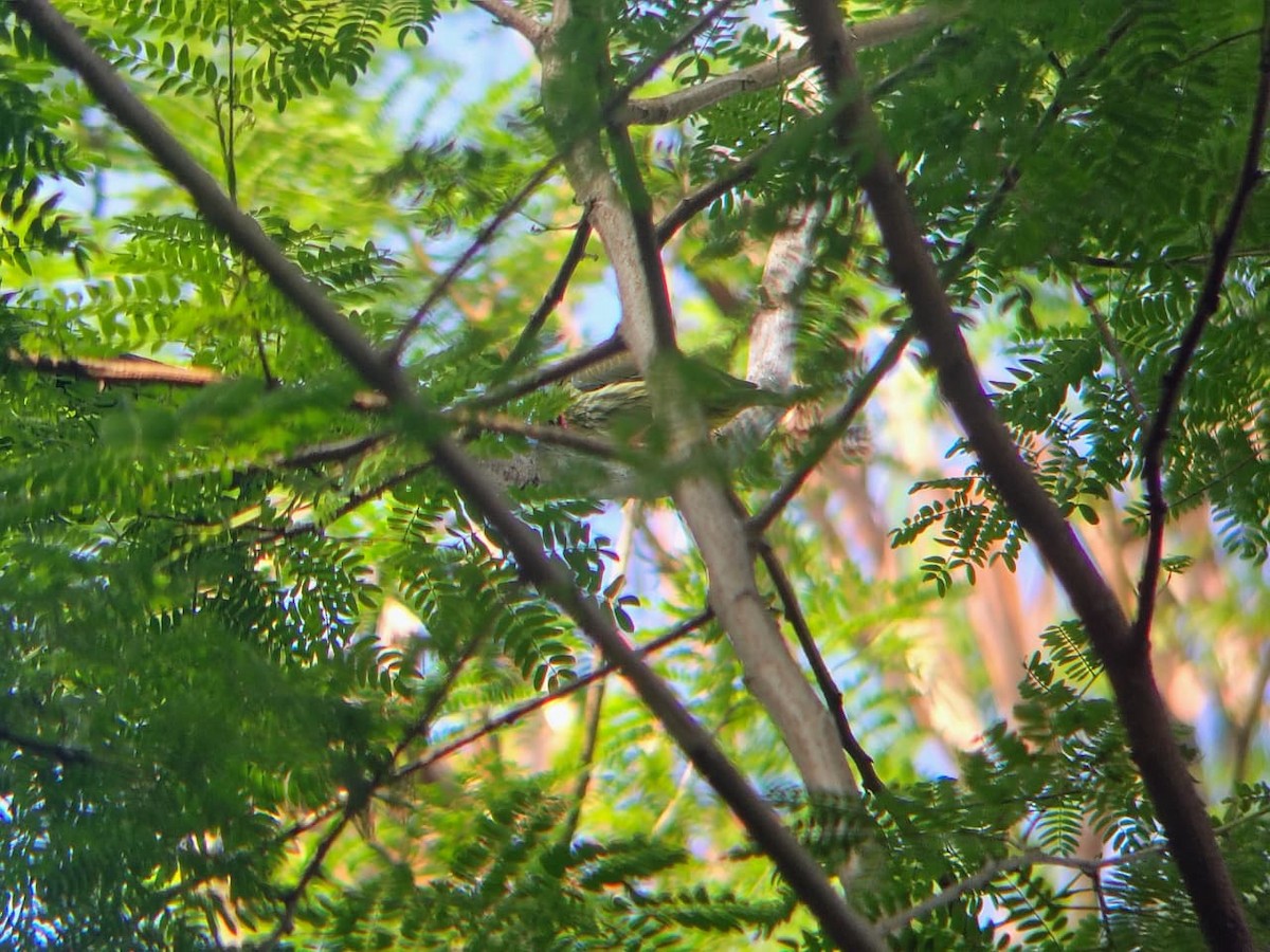 ildkronespett - ML644745321