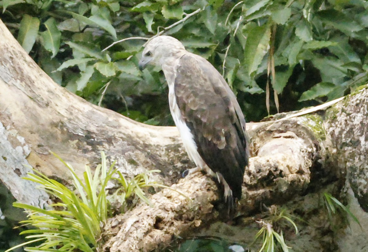 White-bellied Sea-Eagle - ML644745324