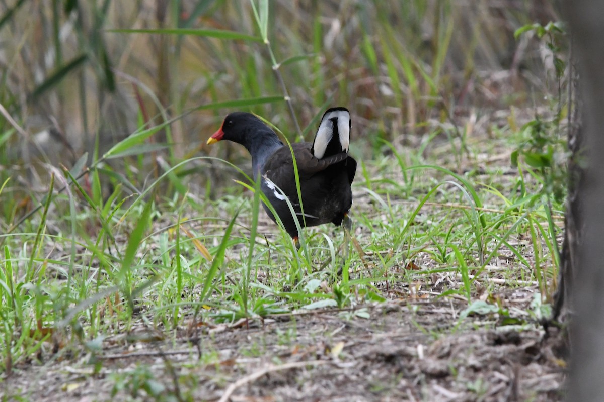 Eurasian Moorhen - ML644745329