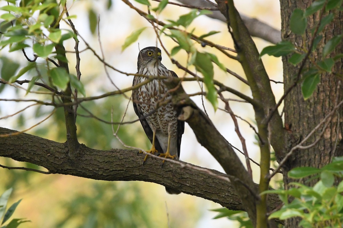 Japanese Sparrowhawk - ML644745336