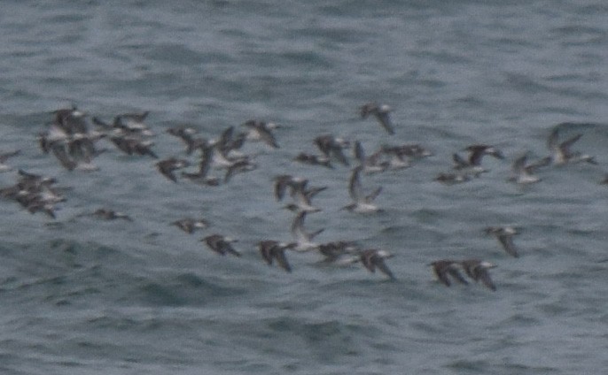 Dunlin - ML644745341