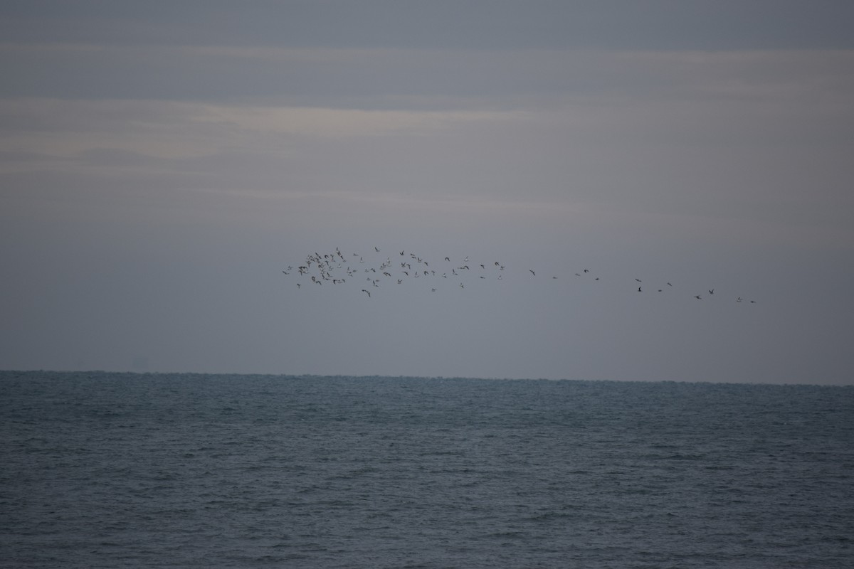 Dunlin - ML644745342