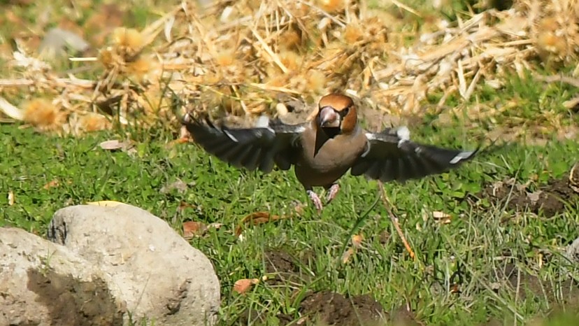 Hawfinch - ML644745354