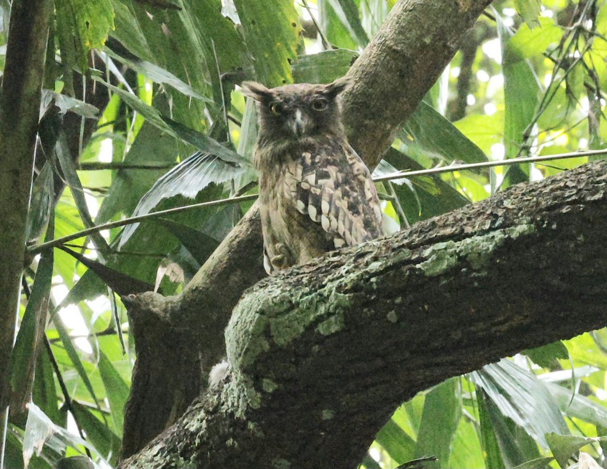 Grand-duc brun (groupe zeylonensis) - ML644745361