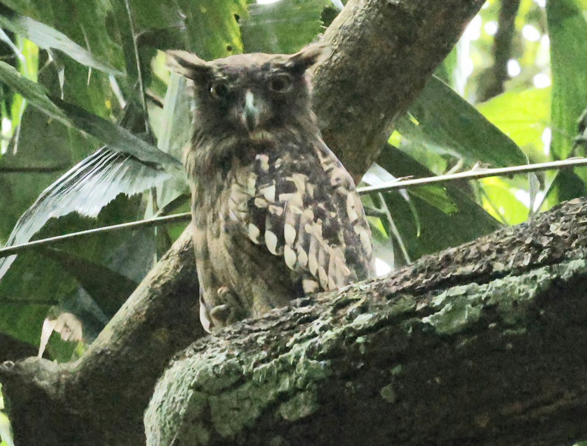 Grand-duc brun (groupe zeylonensis) - ML644745362