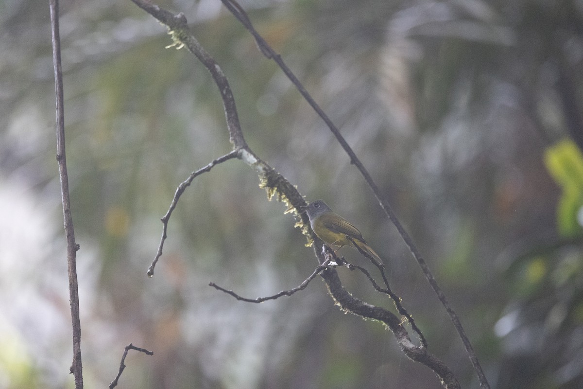 方尾鶲 - ML644745363