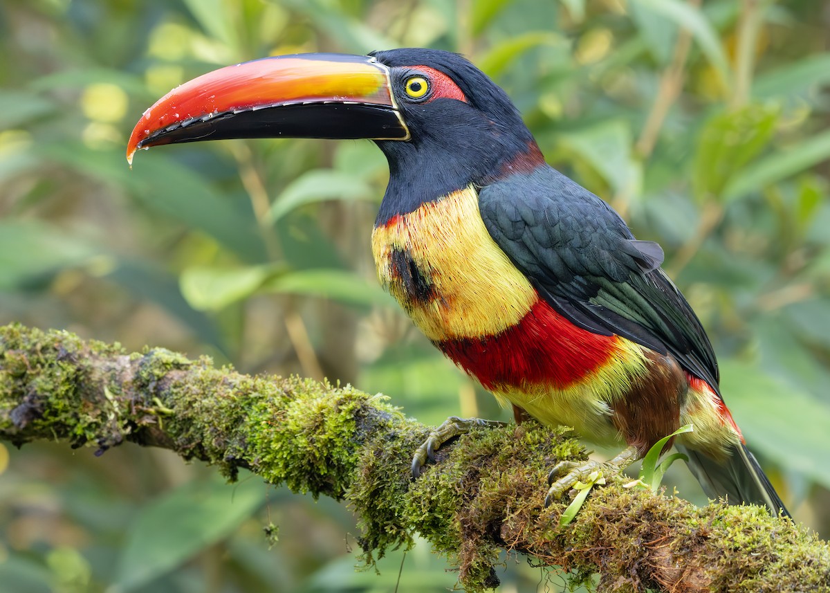 arassari ohnivozobý - ML644745368