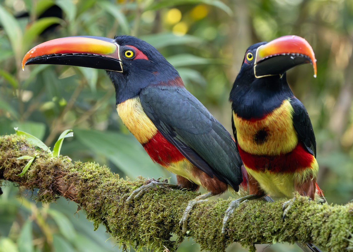 Fiery-billed Aracari - ML644745369