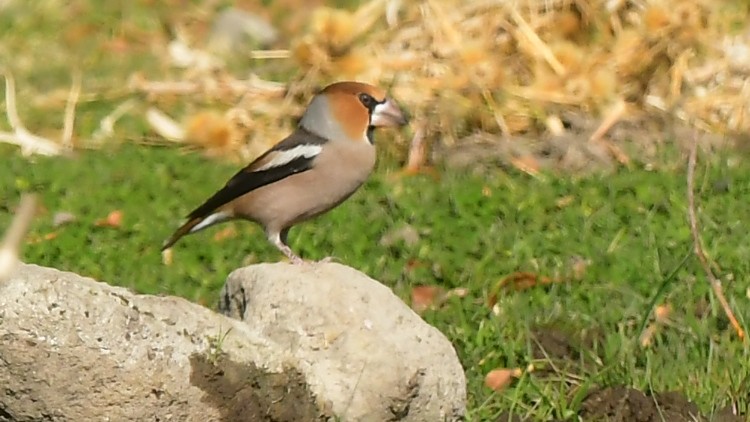 Hawfinch - ML644745385