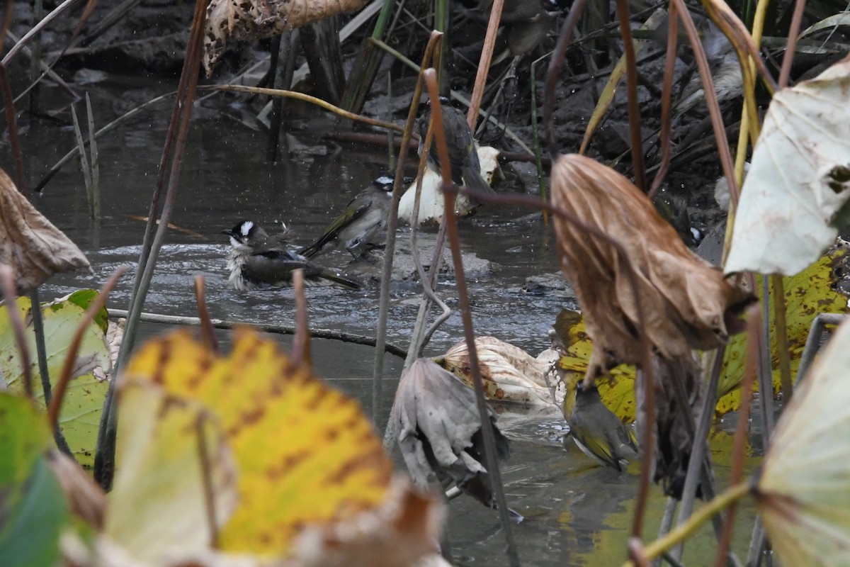 Light-vented Bulbul - ML644745387