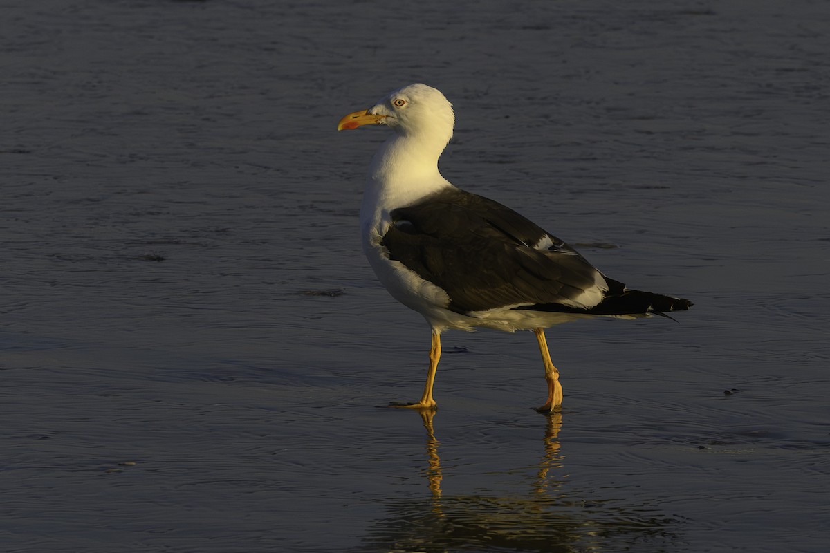 Zafferano - ML644745389