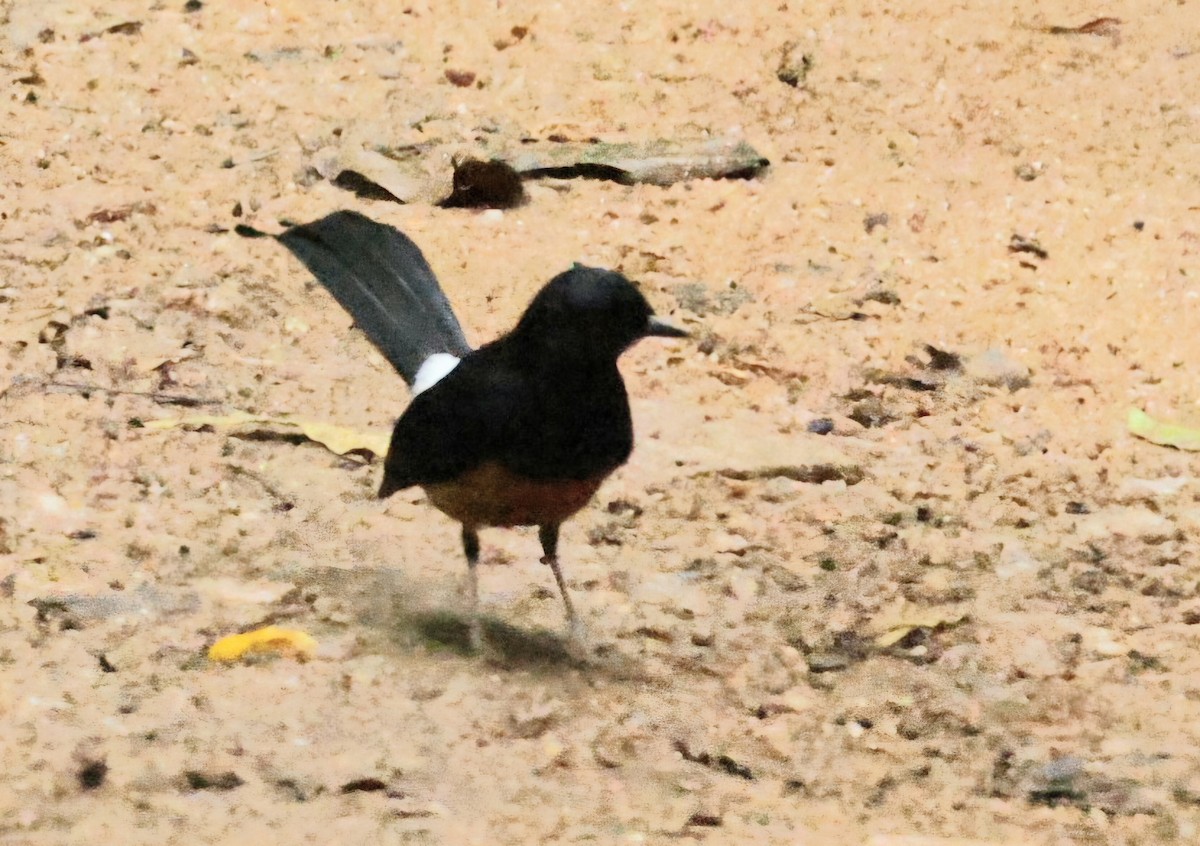 Sri Lanka Shama - ML644745393