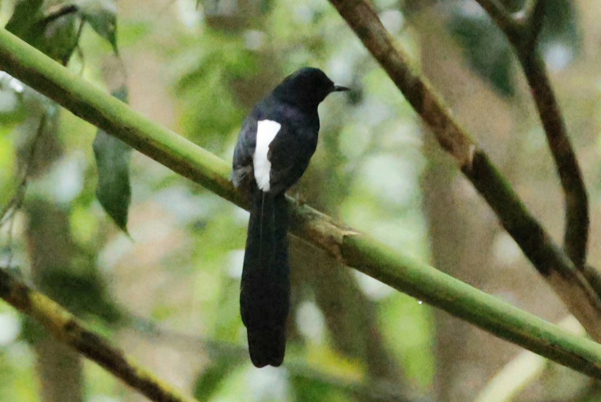 Sri Lanka Shama - ML644745394