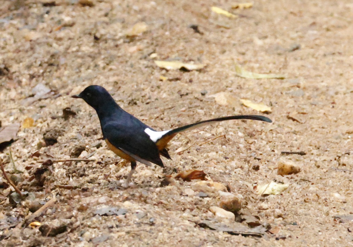 Sri Lanka Shama - ML644745395