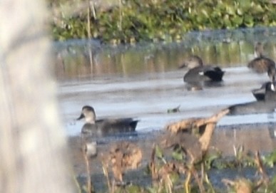 kopřivka obecná - ML644745401