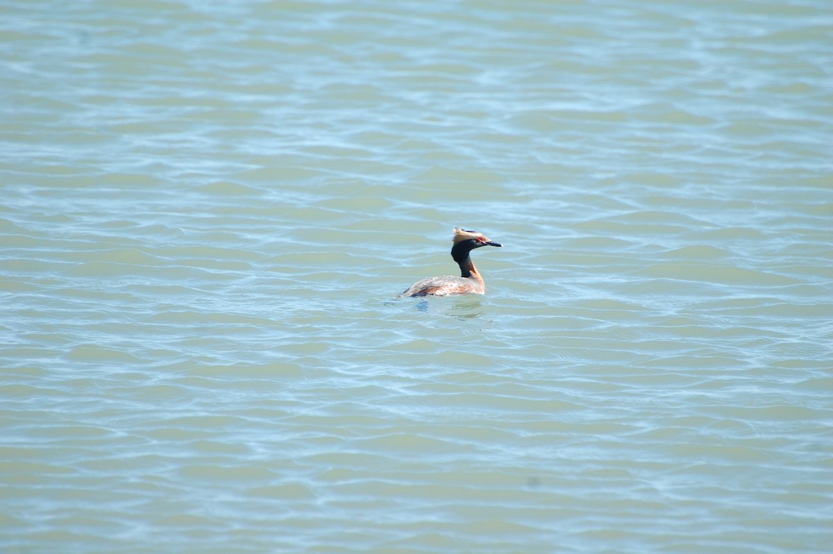 ミミカイツブリ - ML644745405