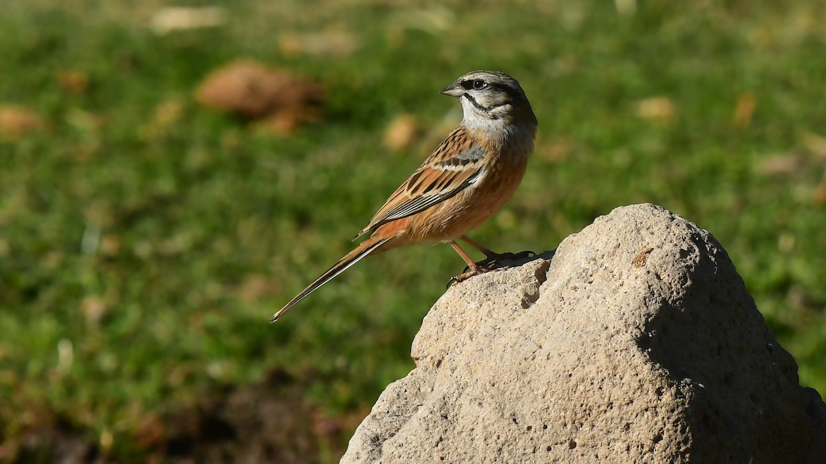 Rock Bunting - ML644745408