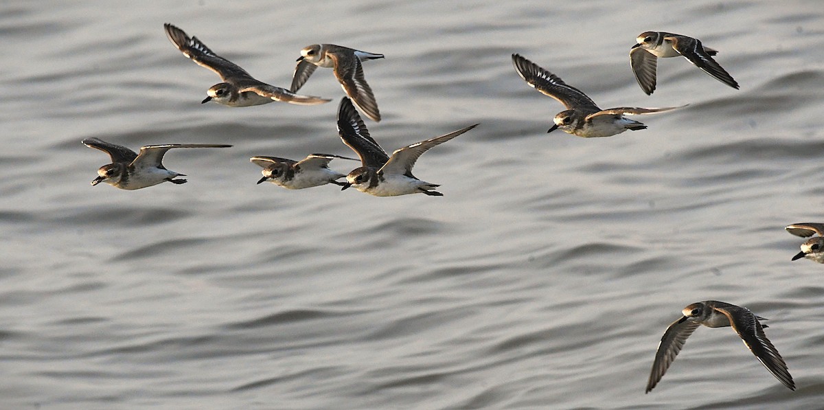 Chorlitejo Tibetano - ML644745411