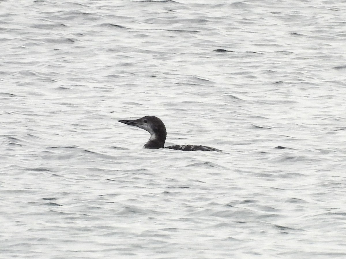 Aliota handia - ML644745414